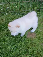 SugarPop, a male Shiba Inu for sale in Spraggs, PA – 6 of 9