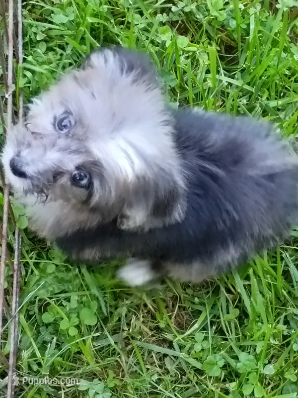 Toy Aussie Doodle girl Ready ! Quite small – Poodle - Toy , Toy Australian Shepherd puppy for sale in Spraggs, PA