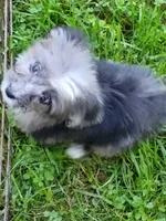 Toy Aussie Doodle girl Ready !, a female Poodle - Toy  and Toy Australian Shepherd for sale in Spraggs, PA – 2 of 9