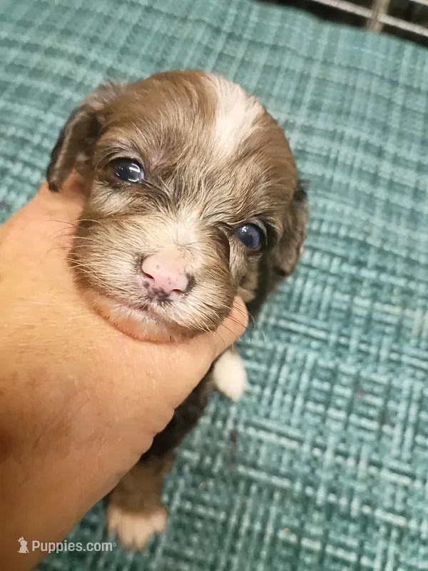 Toy Aussie Doodle girl – Miniature Aussiedoodle puppy for sale in Spraggs, PA