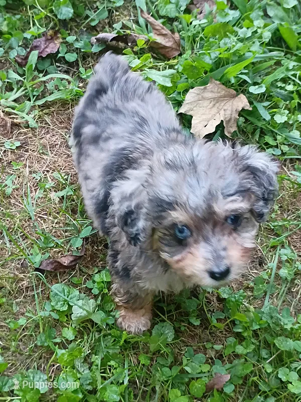 Toy size ! Aussie Doodle girl, Tiny – Poodle - Toy , Toy Australian Shepherd puppy for sale in Spraggs, PA