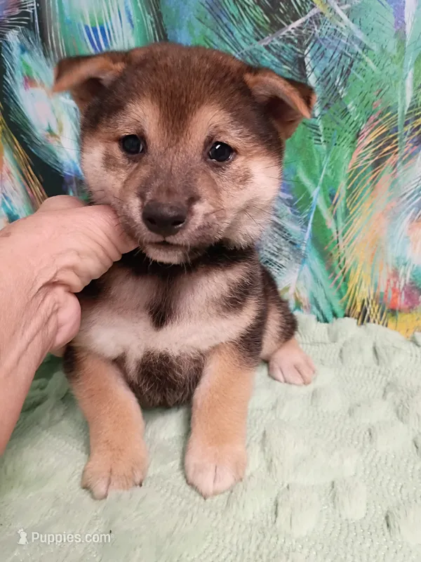 Ready October 20th male – Shiba Inu puppy for sale in Spraggs, PA