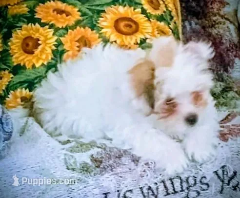 Shortie/Bichon, pad trained.