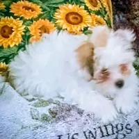 TeddyBear puppy, pad trained., a male Shorkie for sale in Spraggs, PA – Photo 3 of 6