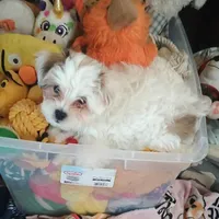 TeddyBear puppy, pad trained., a male Shorkie for sale in Spraggs, PA – Photo 4 of 6