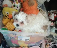 Shortie/Bichon, pad trained., a male Bichon Frise and Shorkie for sale in Spraggs, PA – Photo 3 of 3