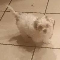 TeddyBear puppy, pad trained., a male Shorkie for sale in Spraggs, PA – Photo 2 of 6