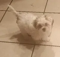 TeddyBear puppy, pad trained., a male Bichon Frise and Shorkie for sale in Spraggs, PA – Photo 4 of 6