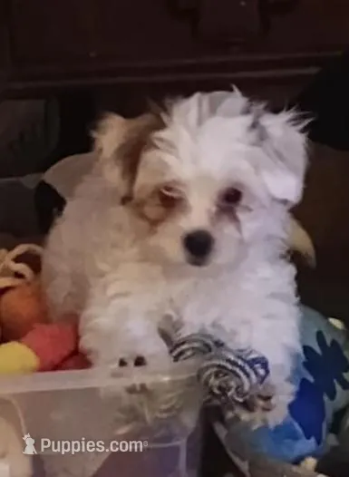 TeddyBear puppy, pad trained.