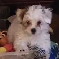 TeddyBear puppy, pad trained., a male Shorkie for sale in Spraggs, PA – Photo 1 of 6