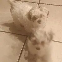 TeddyBear puppy, pad trained., a male Shorkie for sale in Spraggs, PA – Photo 6 of 6