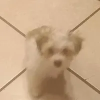 TeddyBear puppy, pad trained., a male Shorkie for sale in Spraggs, PA – Photo 5 of 6