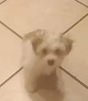 TeddyBear puppy, pad trained., a male Bichon Frise and Shorkie for sale in Spraggs, PA – Photo 5 of 6