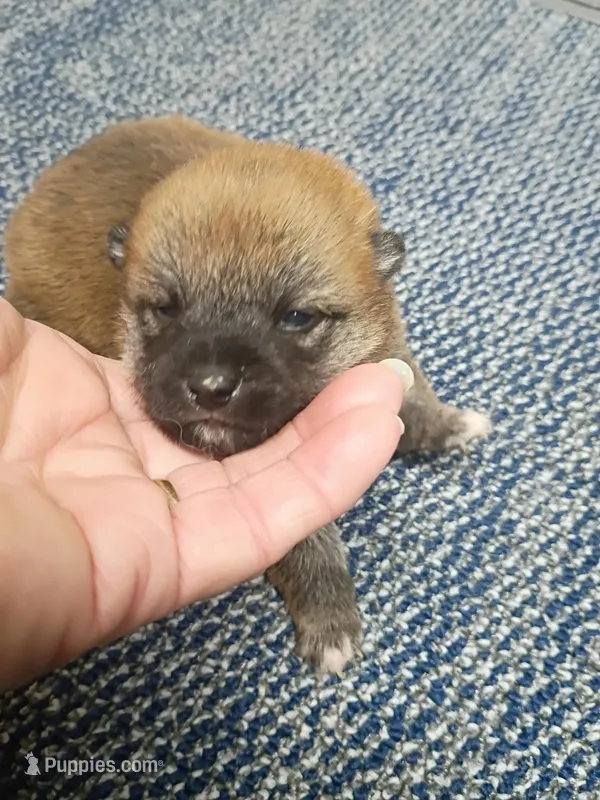 Red Meme – Shiba Inu puppy for sale in Spraggs, PA