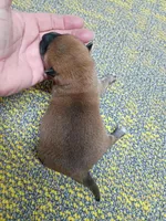 Meme Red, a male Shiba Inu for sale in Spraggs, PA – Photo 3 of 3