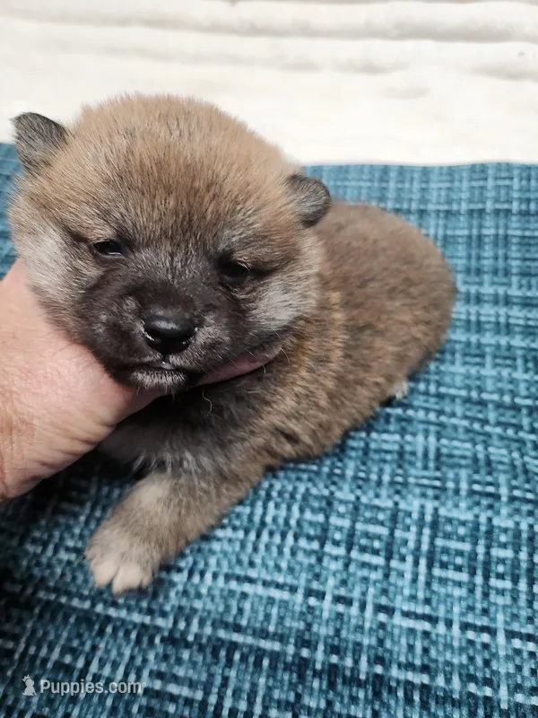 Red Meme – Shiba Inu puppy for sale in Spraggs, PA
