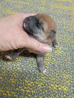 Meme Red, a male Shiba Inu for sale in Spraggs, PA – Photo 2 of 3