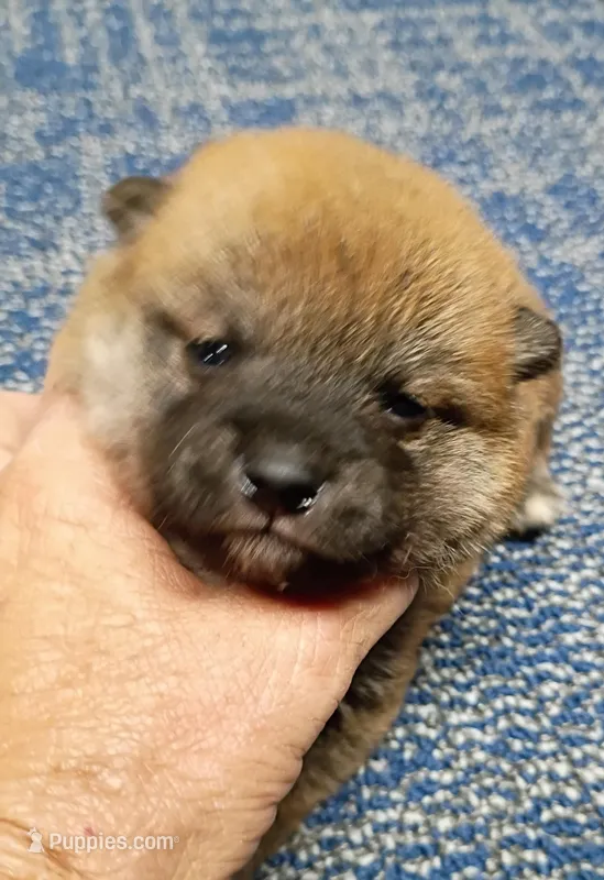 Red Meme – Shiba Inu puppy for sale in Spraggs, PA