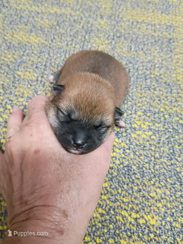 Meme Red – Shiba Inu puppy for sale in Spraggs, PA