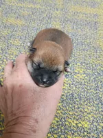 Meme Red, a male Shiba Inu for sale in Spraggs, PA – Photo 1 of 3