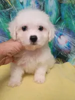 Small Girl Ready, a female Bichon Frise for sale in Spraggs, PA – 2 of 5