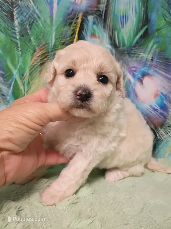 Poo-chon female  – Bichpoo puppy for sale in Spraggs, PA