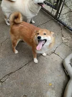 Akio 0, a male Shiba Inu for sale in Spraggs, PA – 3 of 8