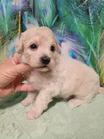 Poochon boy, a male Poochon for sale in Spraggs, PA – 3 of 6
