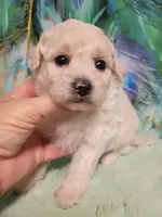 Poo-chon female , a female Bichpoo for sale in Spraggs, PA – 2 of 5