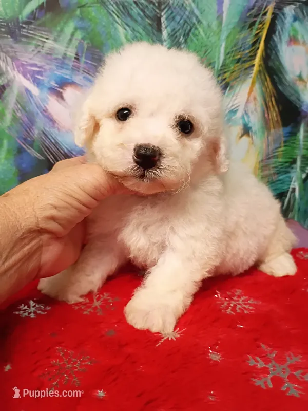 Bichon Lady – Bichon Frise puppy for sale in Spraggs, PA