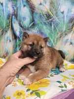 Red Sesame. Call now !, a male Shiba Inu for sale in Spraggs, PA – 4 of 5