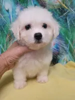 Small Girl Ready, a female Bichon Frise for sale in Spraggs, PA – 3 of 5