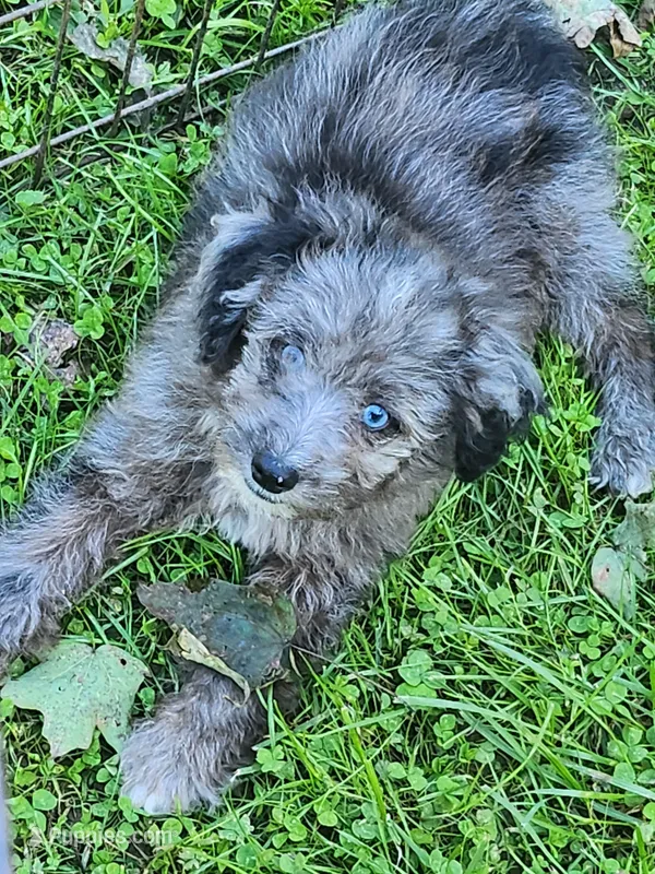 Mini blue eyes Boy Ready – Miniature Aussiedoodle puppy for sale in Spraggs, PA