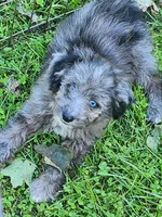 Small Mini blue eyes , a male Miniature Aussiedoodle for sale in Spraggs, PA – 5 of 10