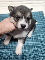 Black sesame small, a female Shiba Inu for sale in Spraggs, PA – 5 of 5