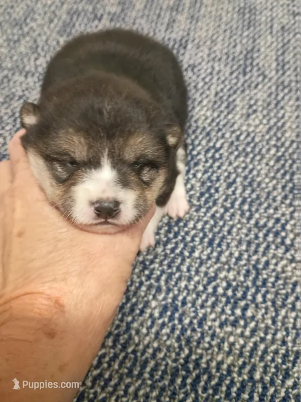 Black and tan Meme – Shiba Inu puppy for sale in Spraggs, PA