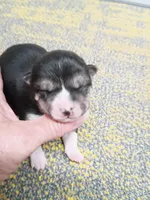 Black and tan Meme, a female Shiba Inu for sale in Spraggs, PA – Photo 1 of 4