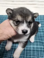 Black sesame small, a female Shiba Inu for sale in Spraggs, PA – 2 of 5