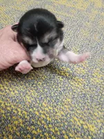 Black and tan Meme, a female Shiba Inu for sale in Spraggs, PA – Photo 4 of 4