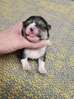 Black and tan Meme, a female Shiba Inu for sale in Spraggs, PA – Photo 3 of 4