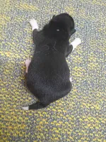 Black and tan Meme, a female Shiba Inu for sale in Spraggs, PA – Photo 2 of 4