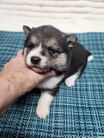 Black sesame small, a female Shiba Inu for sale in Spraggs, PA – 4 of 5