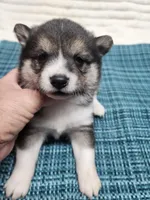 Black sesame small, a female Shiba Inu for sale in Spraggs, PA – 1 of 5
