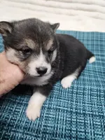 Black sesame small, a female Shiba Inu for sale in Spraggs, PA – 3 of 5