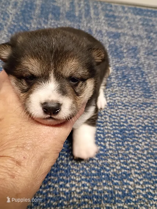 Black and tan Meme – Shiba Inu puppy for sale in Spraggs, PA