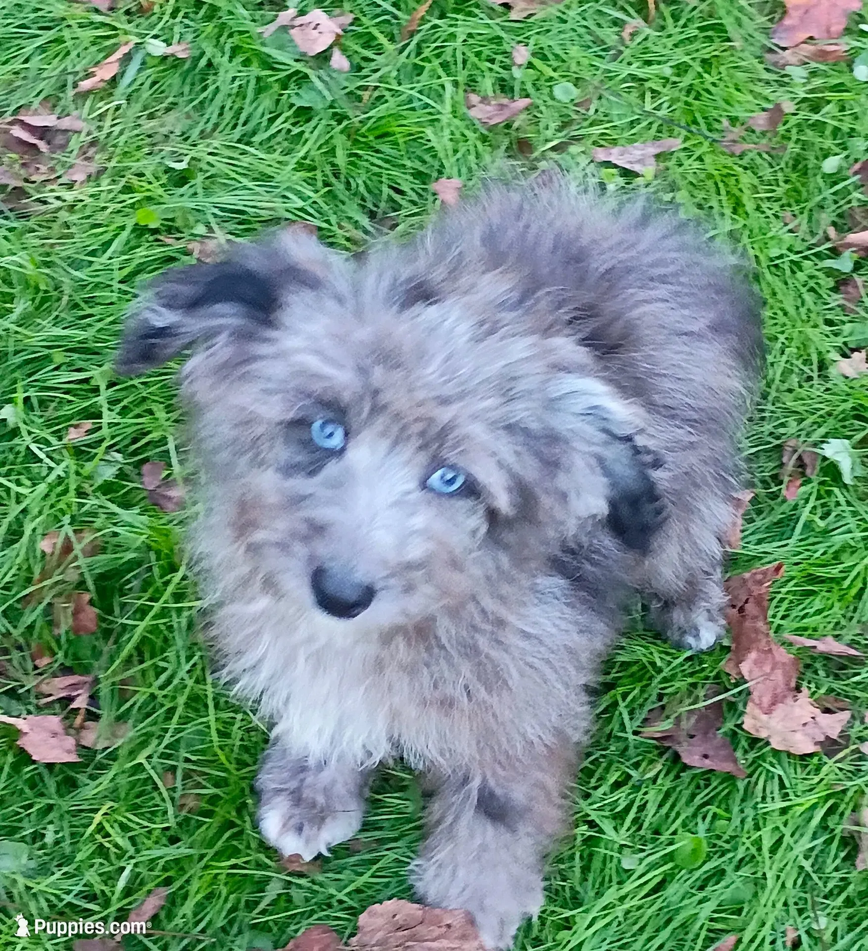 Totally Gorgeous !!!, a male Toy Australian Shepherd and Miniature Aussiedoodle for sale in Spraggs, PA – 1 of 6