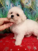 Last One ! Ready now, Toy size, a female Bichon Frise for sale in Spraggs, PA – Photo 2 of 6