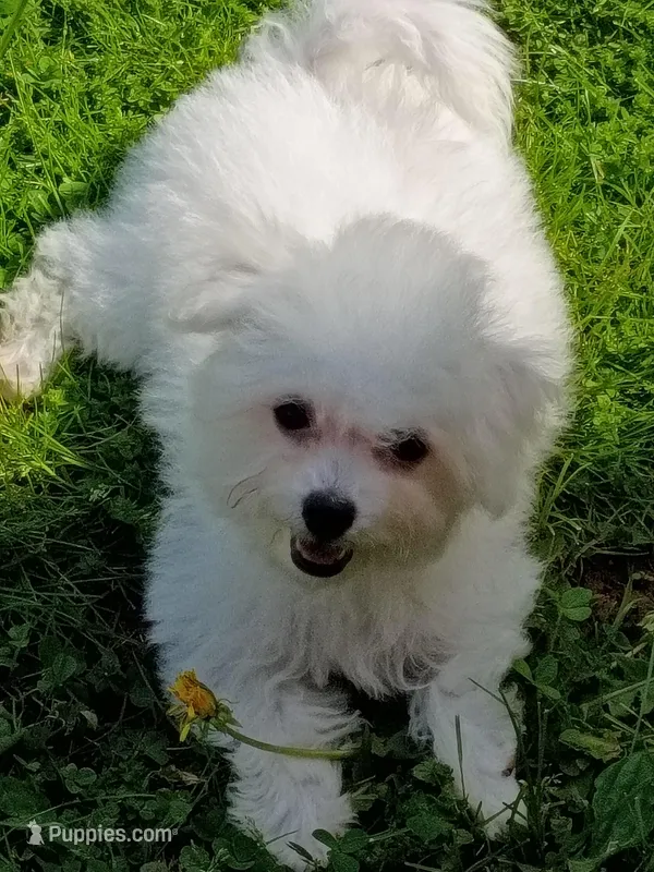 Toy size, Vet Checked ! Ready Now ! – Bichon Frise puppy for sale in Spraggs, PA