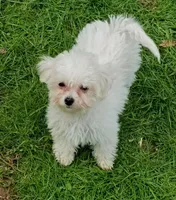 Toy size, Vet Checked ! , a female Bichon Frise for sale in Spraggs, PA – Photo 2 of 7