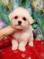 Last One ! Ready now, Toy size, a female Bichon Frise for sale in Spraggs, PA – Photo 5 of 6